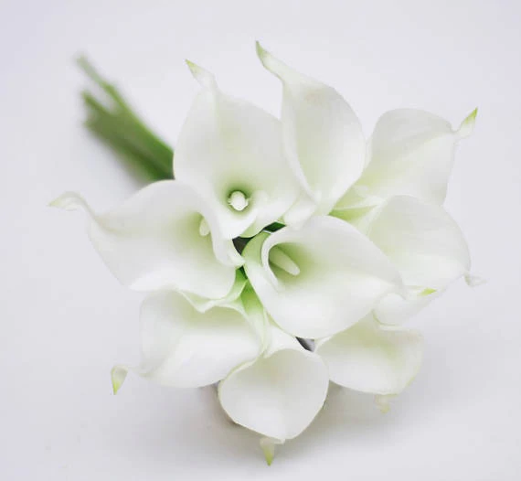 Detail Bunga Lily Putih Nomer 6