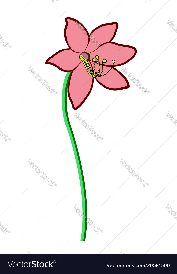 Detail Bunga Lily Vector Nomer 11