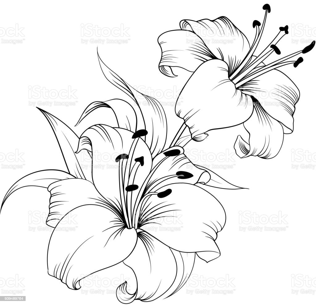 Detail Bunga Lily Vector Nomer 12