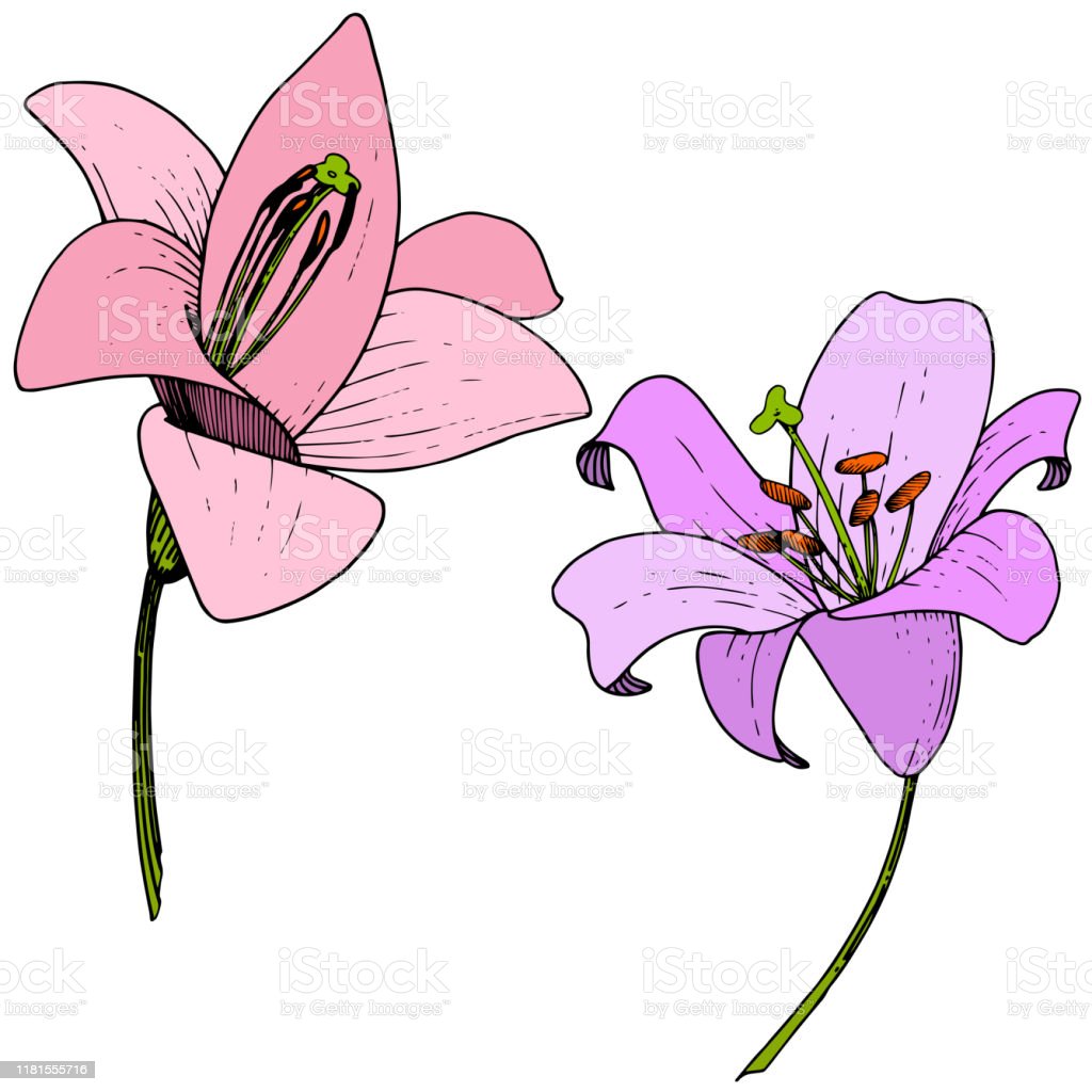 Detail Bunga Lily Vector Nomer 13