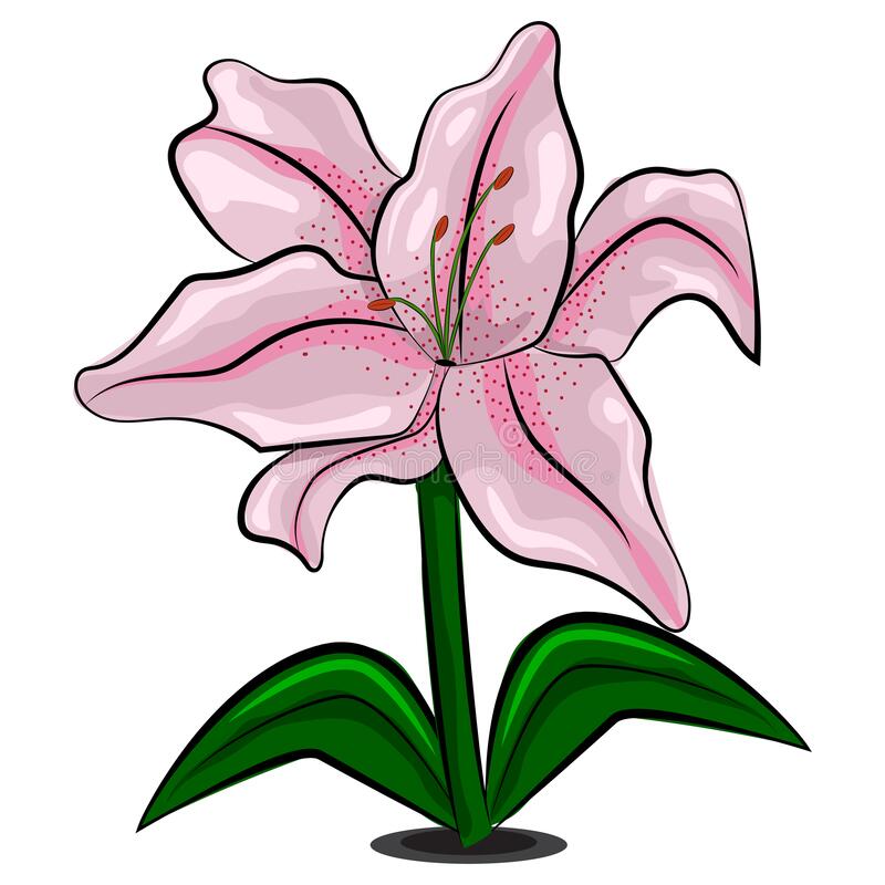 Detail Bunga Lily Vector Nomer 15