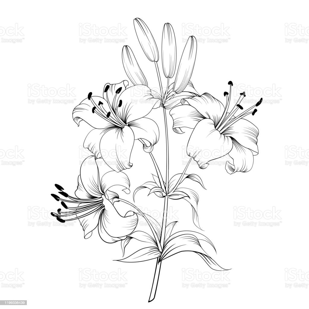 Detail Bunga Lily Vector Nomer 17