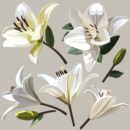 Detail Bunga Lily Vector Nomer 19