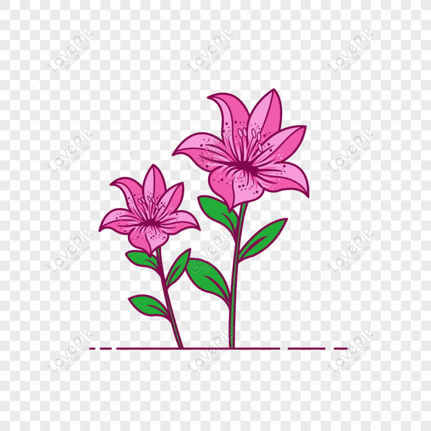 Detail Bunga Lily Vector Nomer 20