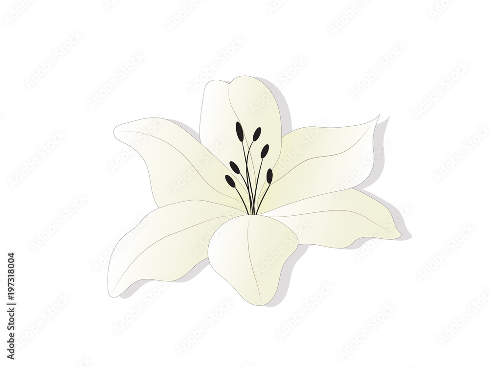 Detail Bunga Lily Vector Nomer 21