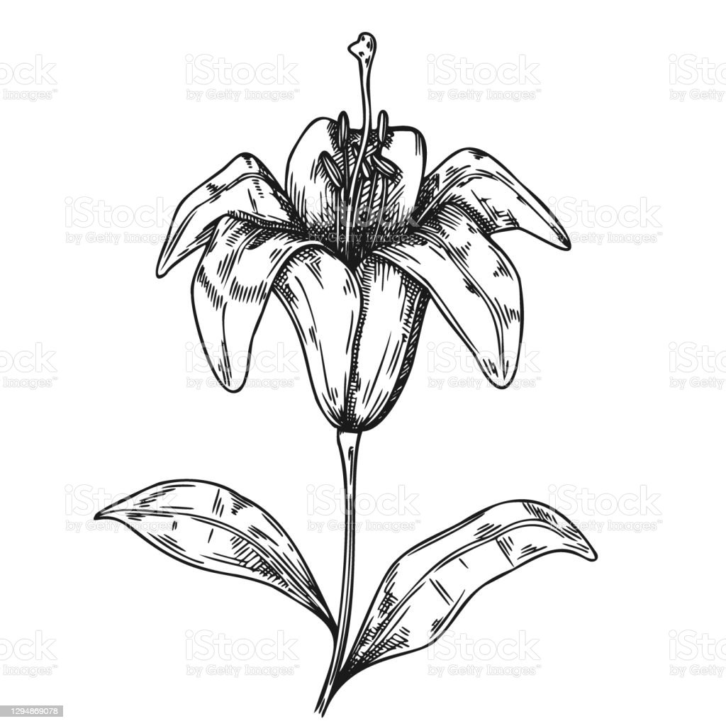 Detail Bunga Lily Vector Nomer 23