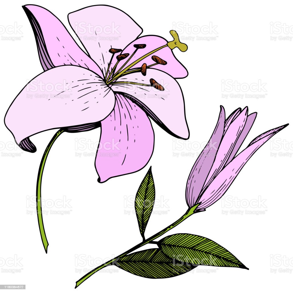 Detail Bunga Lily Vector Nomer 26