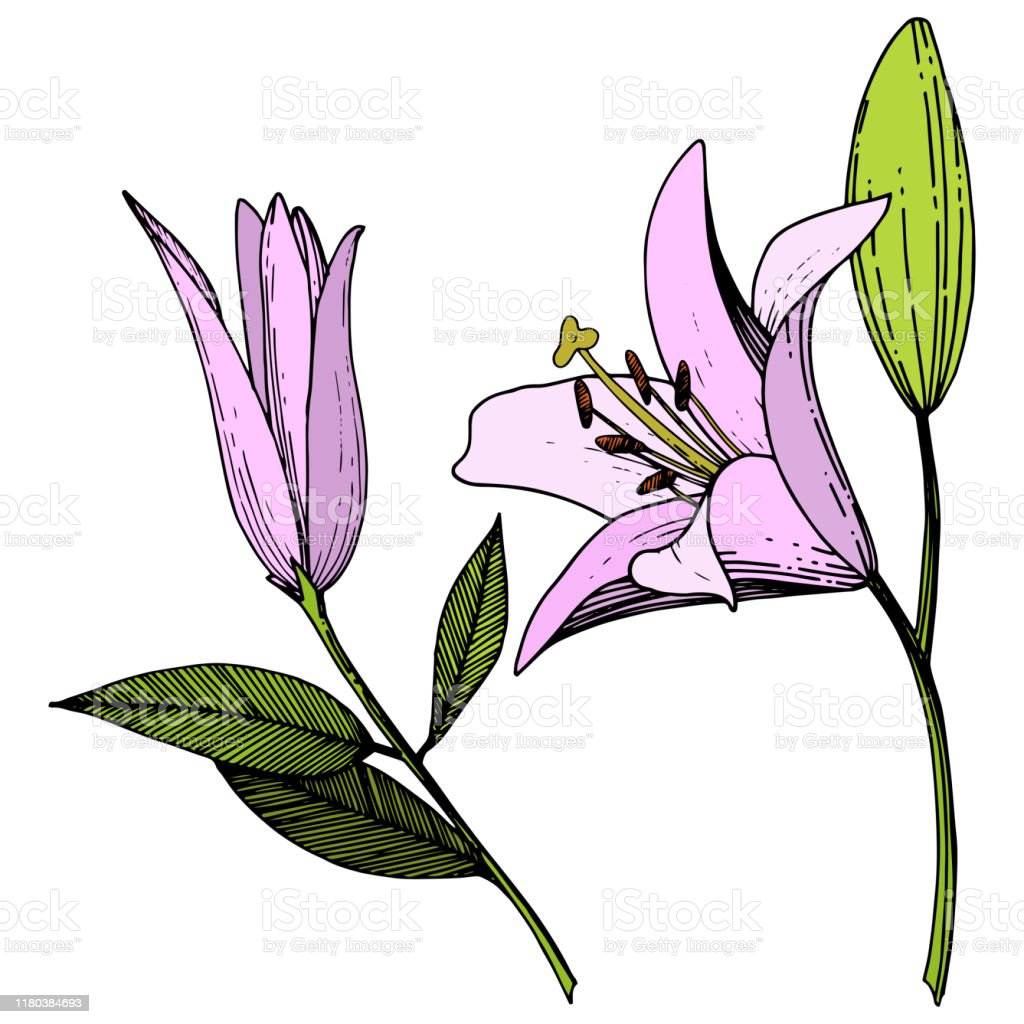 Detail Bunga Lily Vector Nomer 27