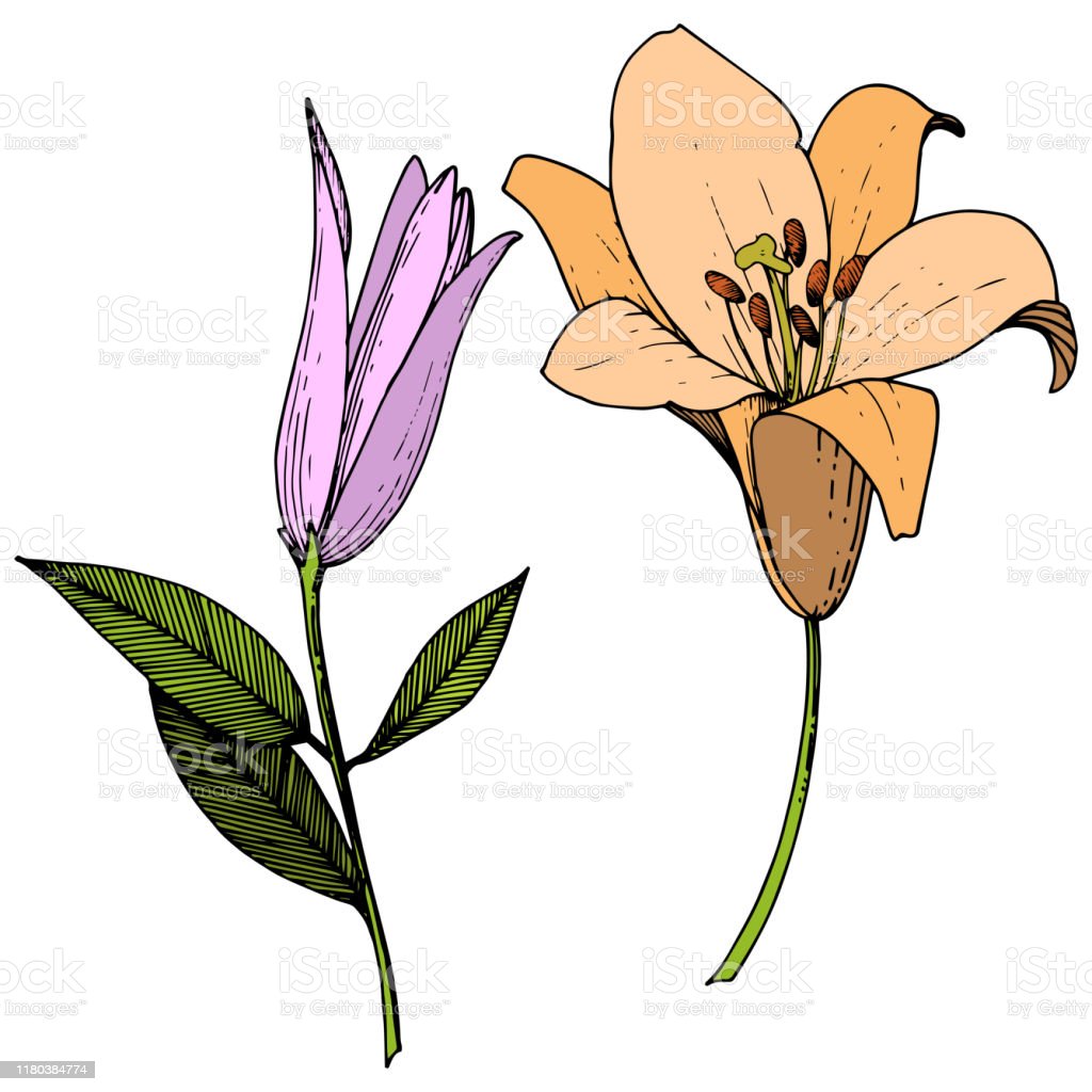 Detail Bunga Lily Vector Nomer 28