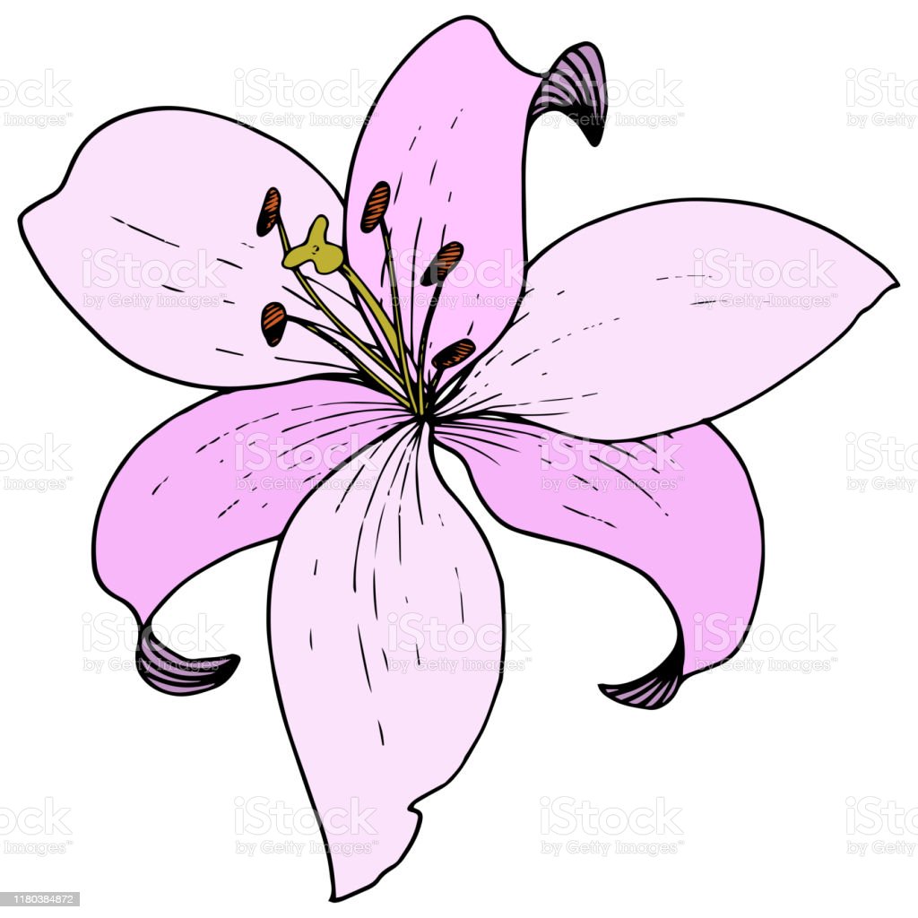 Detail Bunga Lily Vector Nomer 30