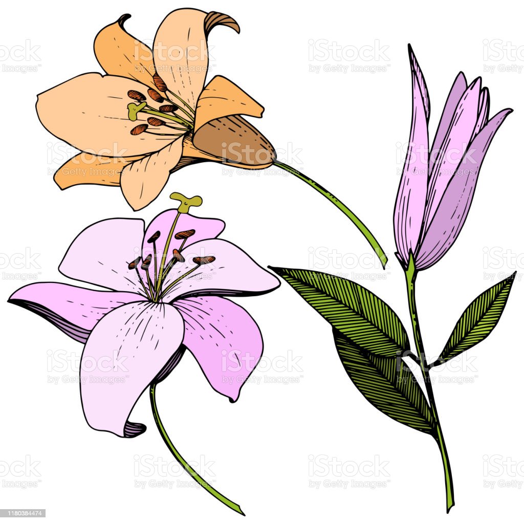 Detail Bunga Lily Vector Nomer 31