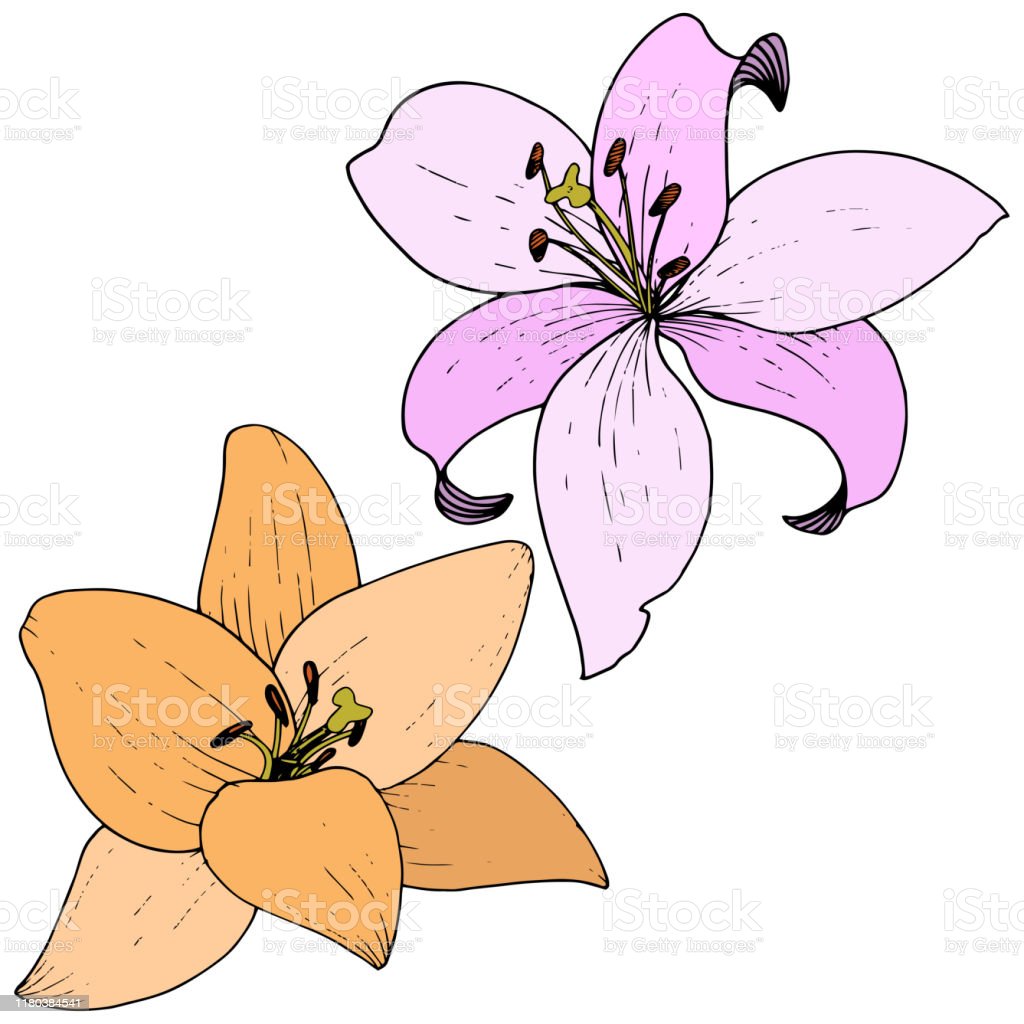 Detail Bunga Lily Vector Nomer 32
