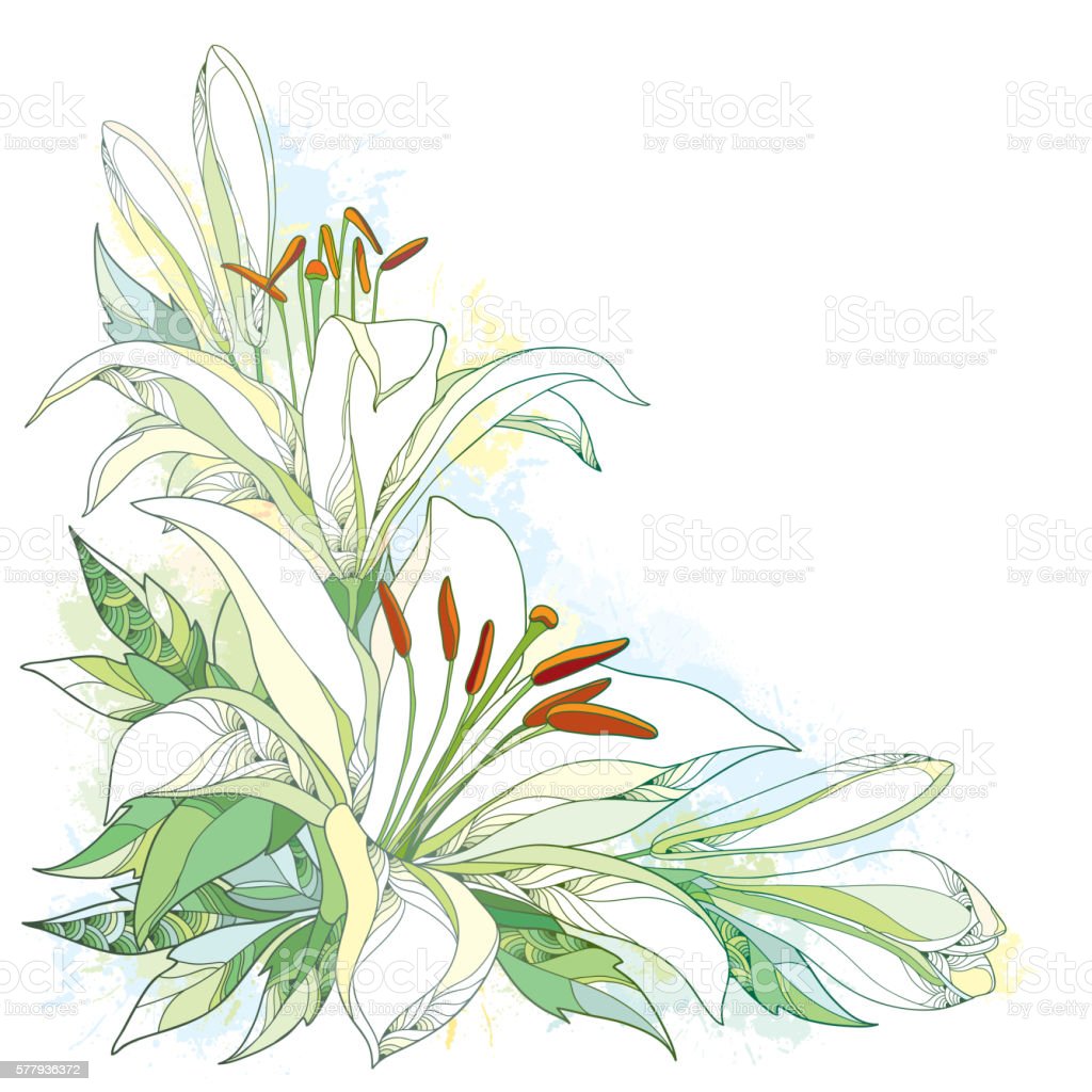 Detail Bunga Lily Vector Nomer 36