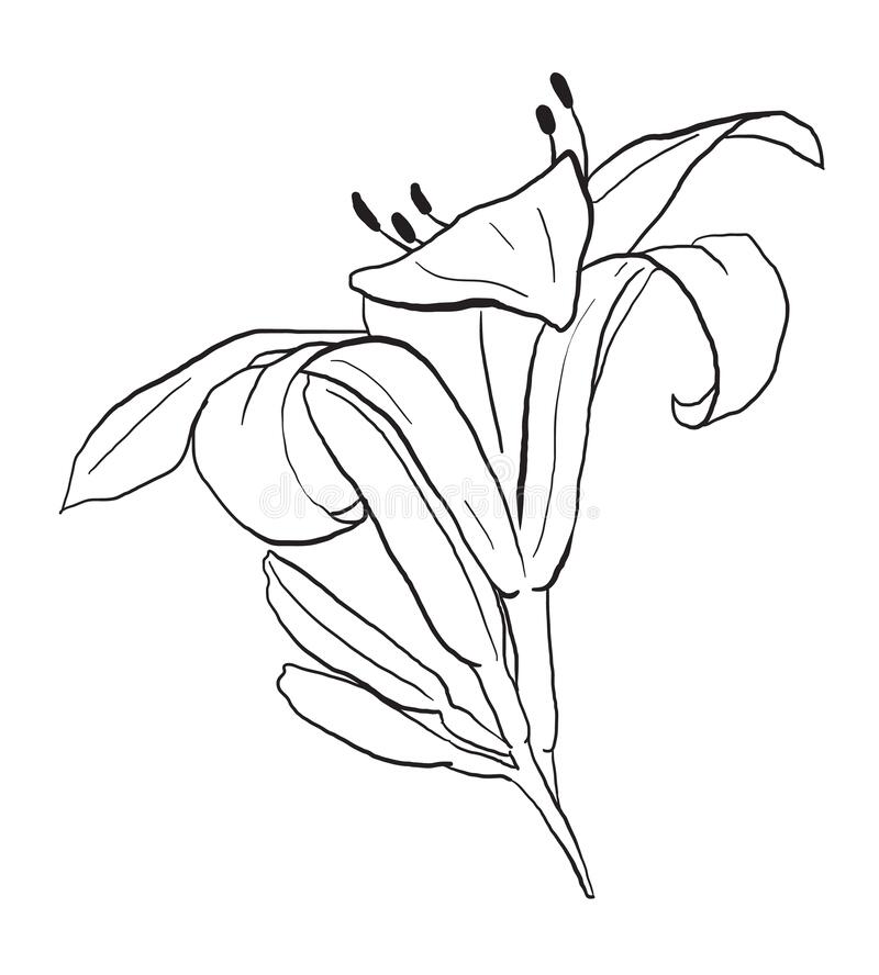 Detail Bunga Lily Vector Nomer 37