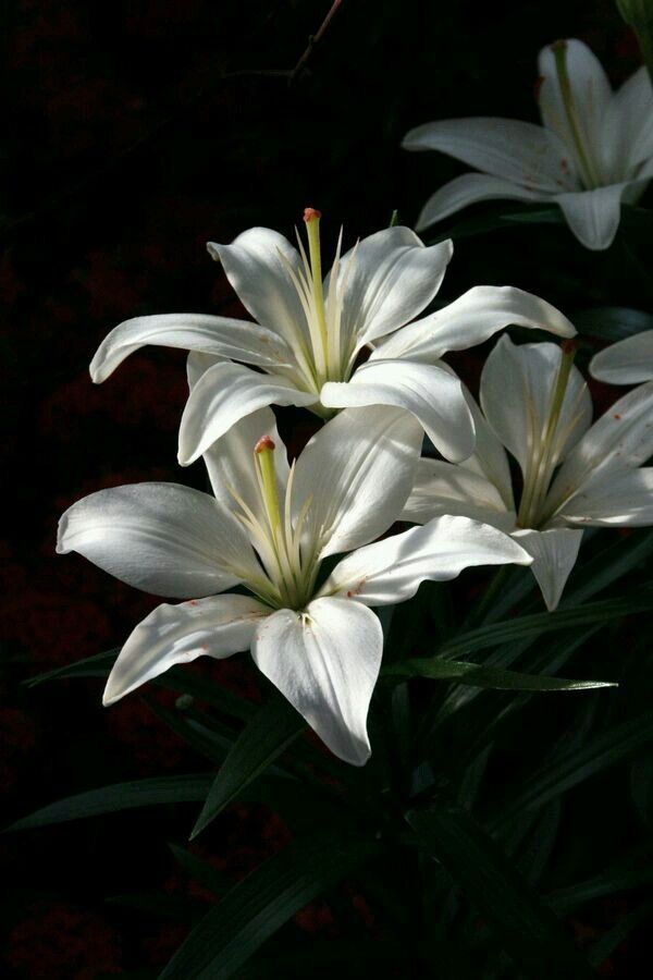 Detail Bunga Lily Vector Nomer 38