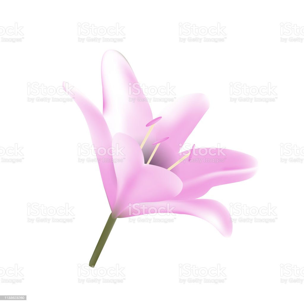 Detail Bunga Lily Vector Nomer 42