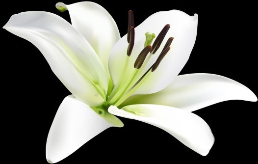 Detail Bunga Lily Vector Nomer 46