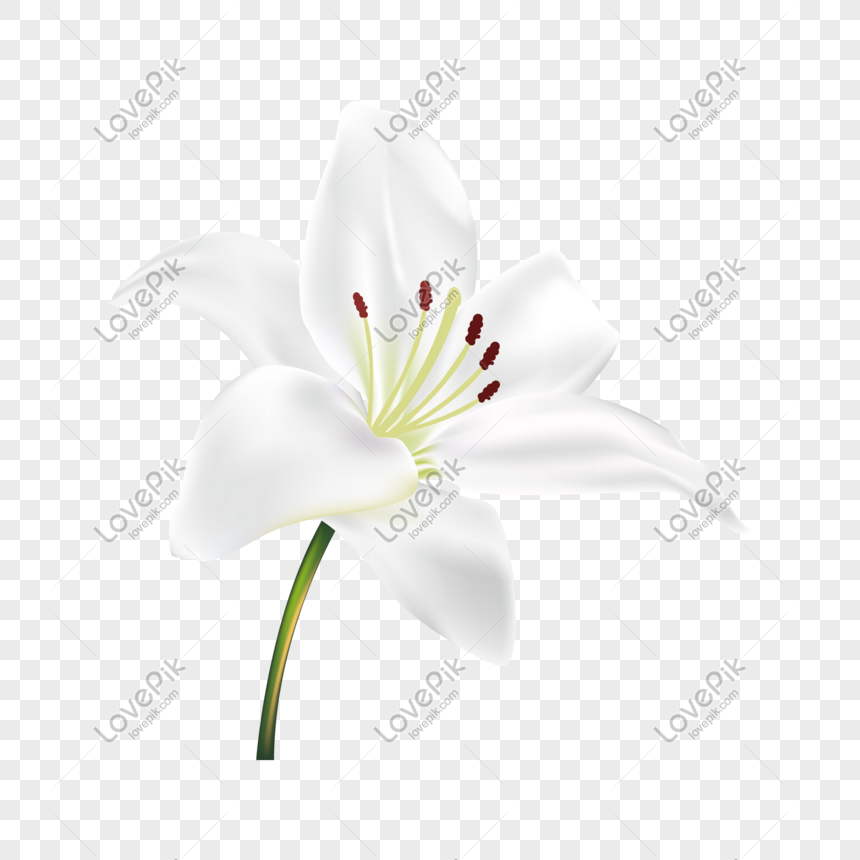 Detail Bunga Lily Vector Nomer 48