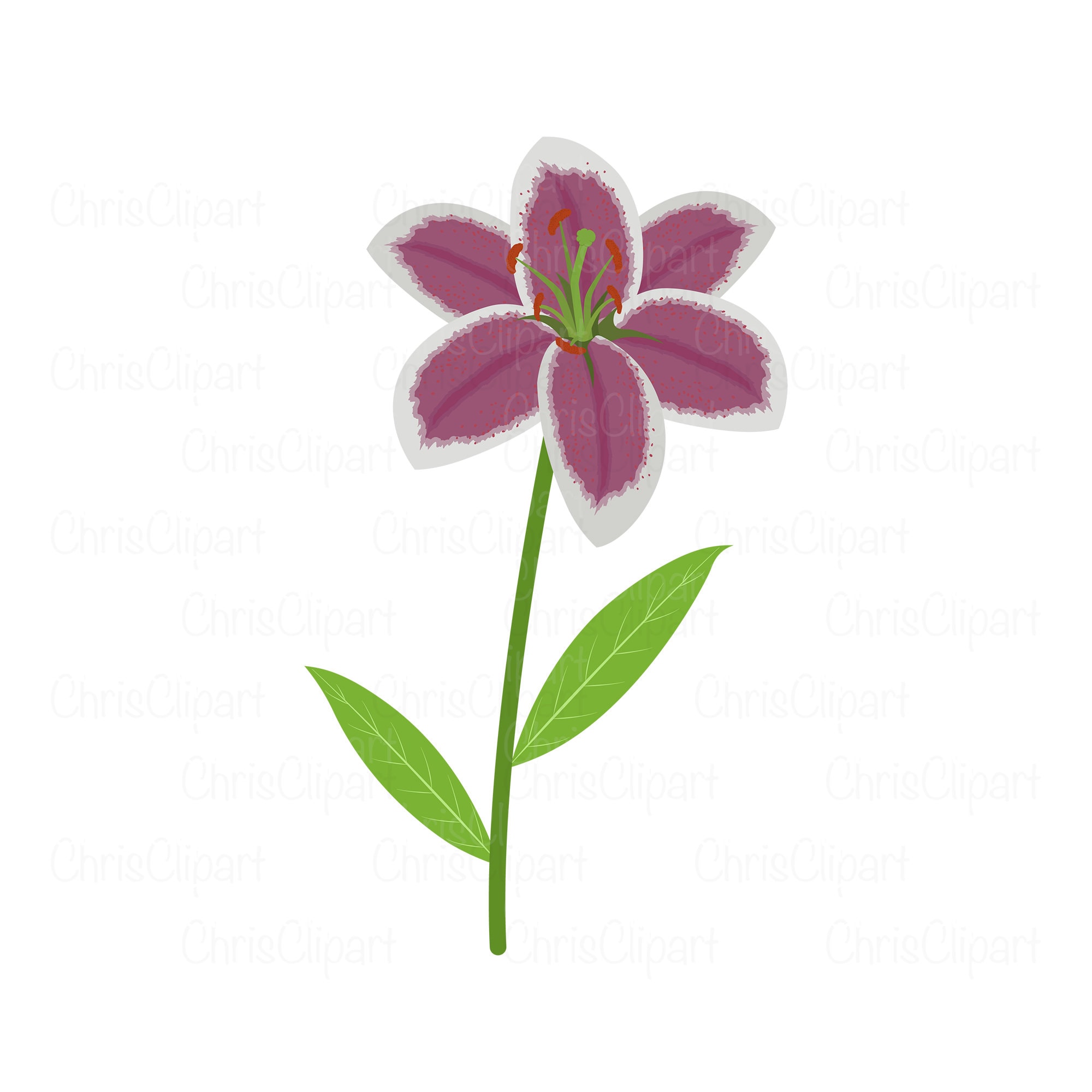 Detail Bunga Lily Vector Nomer 54
