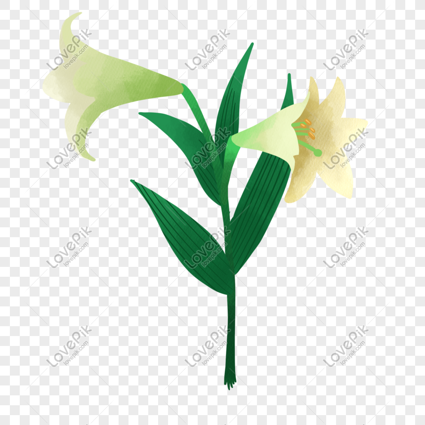 Detail Bunga Lily Vector Nomer 56