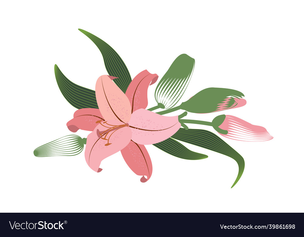 Detail Bunga Lily Vector Nomer 8