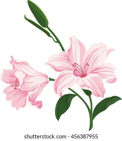 Detail Bunga Lily Vector Nomer 9