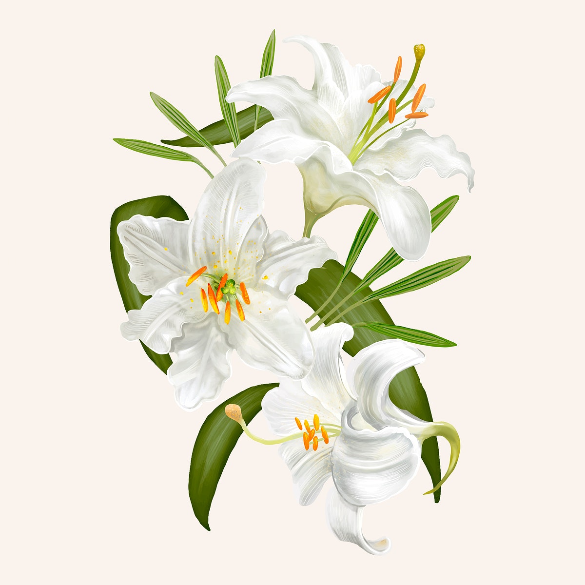 Detail Bunga Lily Vector Nomer 10