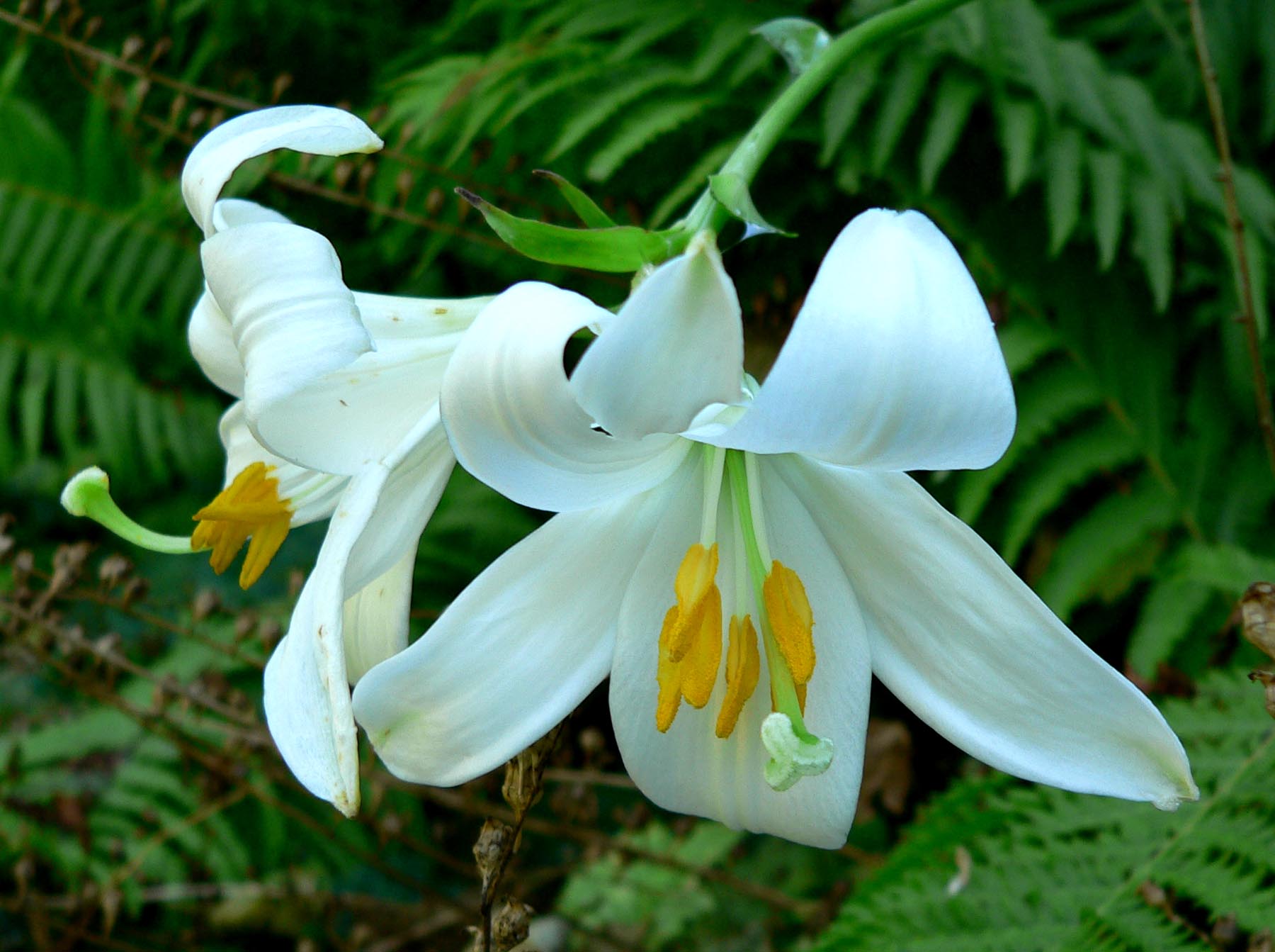 Bunga Lily Wikipedia - KibrisPDR