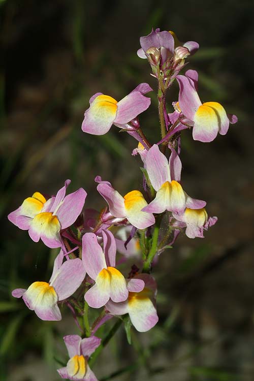 Detail Bunga Linaria Maroccana Nomer 16