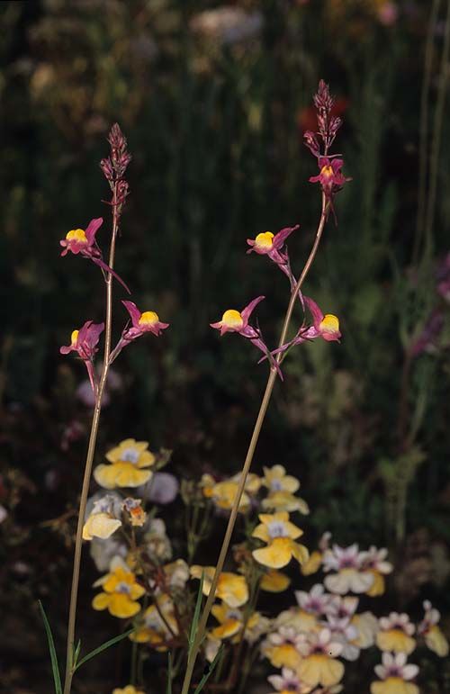 Detail Bunga Linaria Maroccana Nomer 45