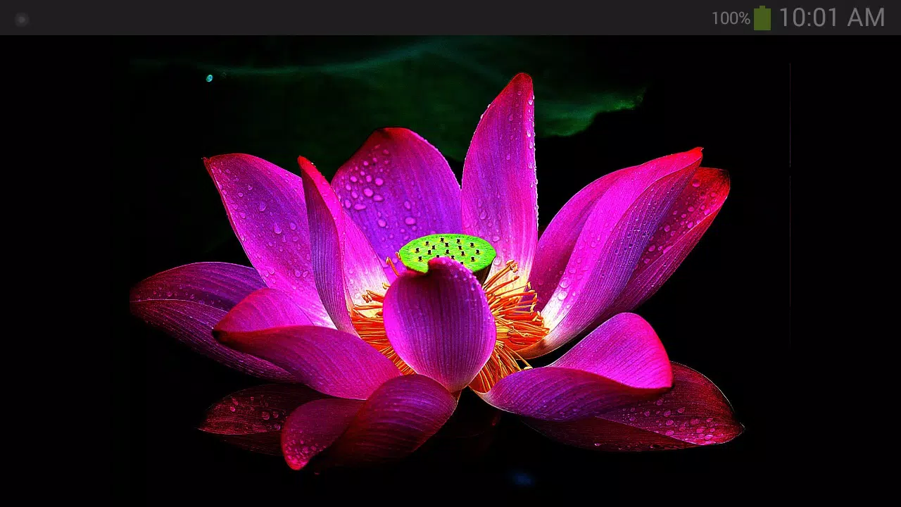 Detail Bunga Lotus Apk Nomer 13