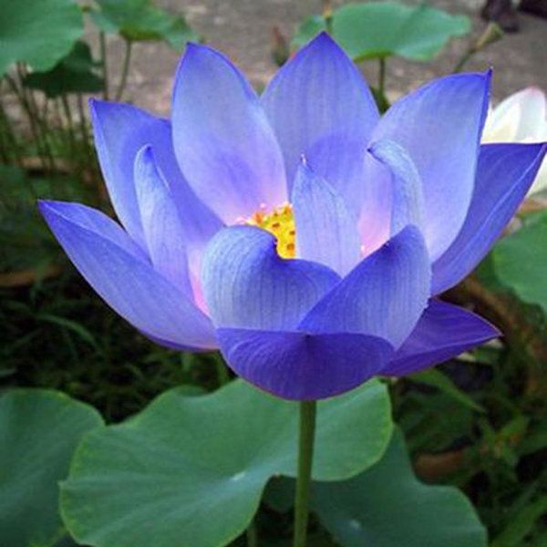 Detail Bunga Lotus Biru Nomer 13