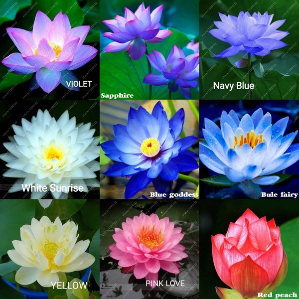 Detail Bunga Lotus Biru Nomer 16