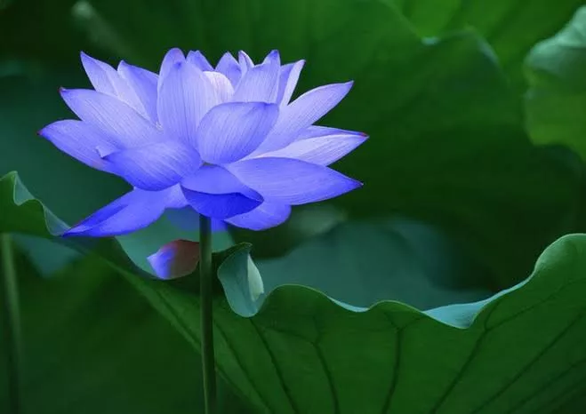 Detail Bunga Lotus Biru Nomer 22