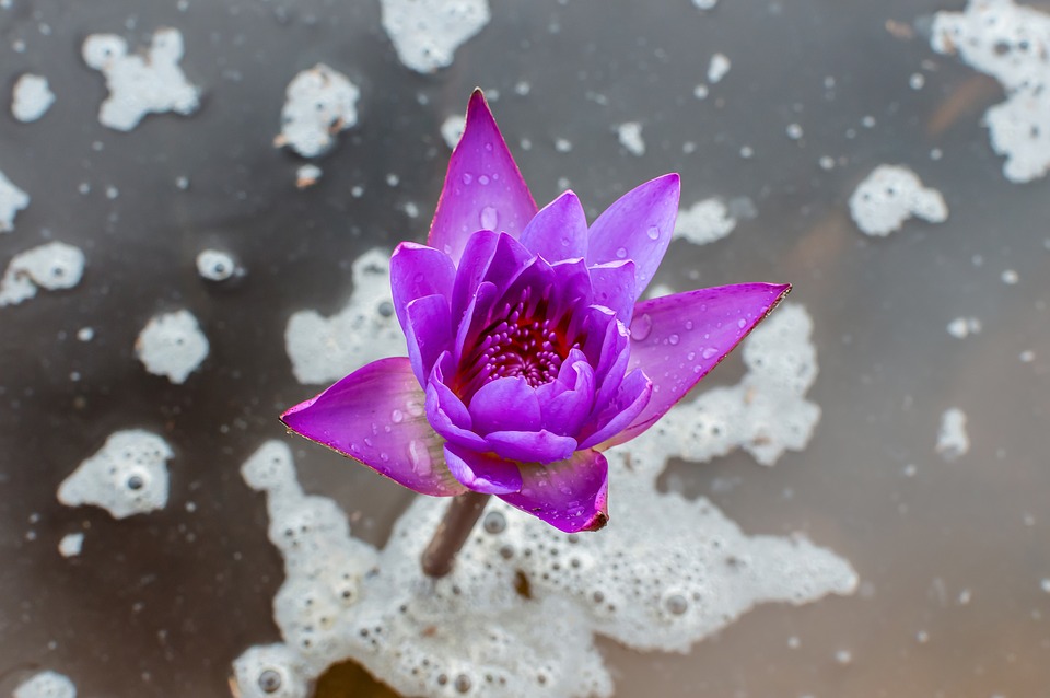Detail Bunga Lotus Biru Nomer 48