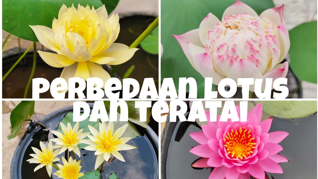 Bunga Lotus Dan Teratai - KibrisPDR