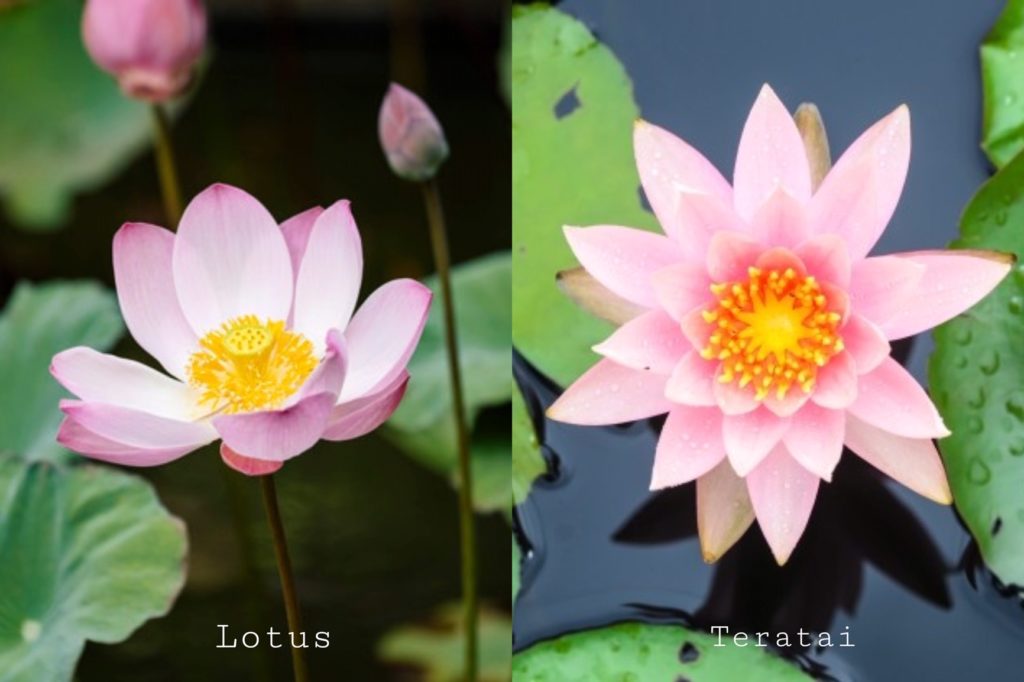 Detail Bunga Lotus Dan Teratai Nomer 26