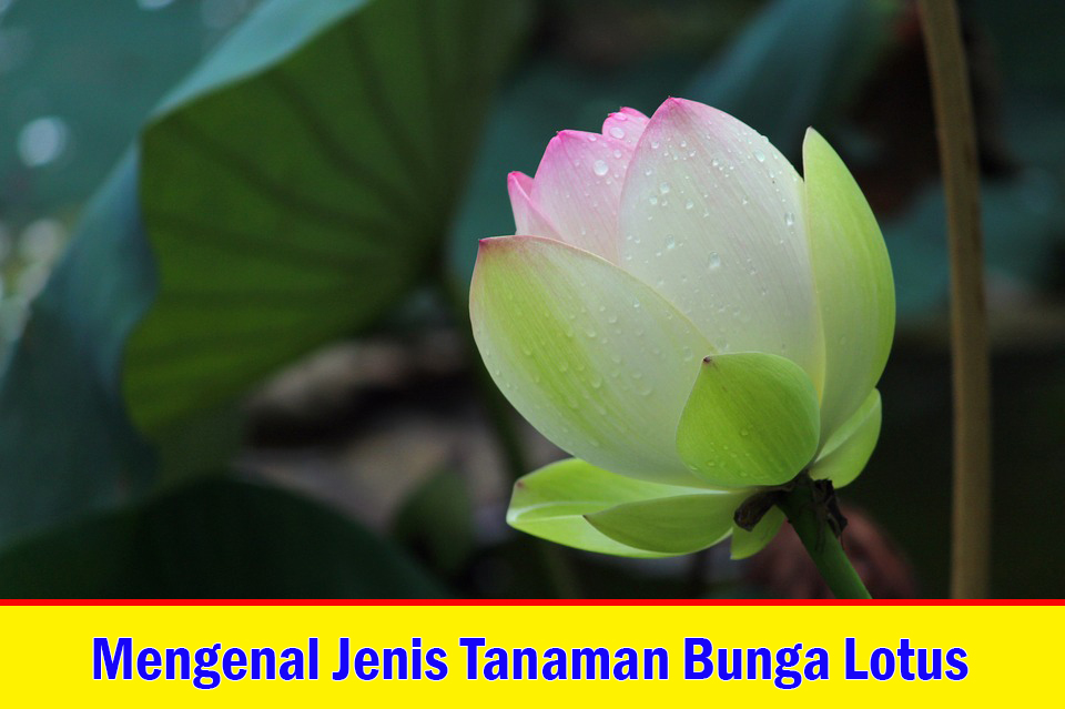 Detail Bunga Lotus Dan Teratai Nomer 38