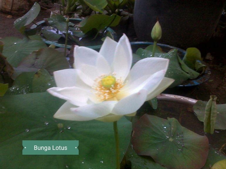 Detail Bunga Lotus Dan Teratai Nomer 5
