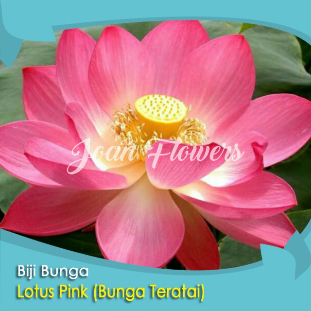 Detail Bunga Lotus Salju Nomer 27