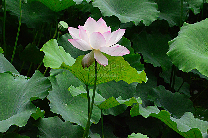 Detail Bunga Lotus Terindah Nomer 18