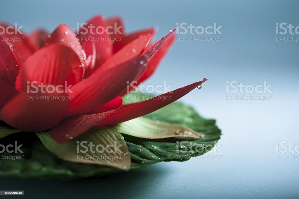 Detail Bunga Lotus Terindah Nomer 28