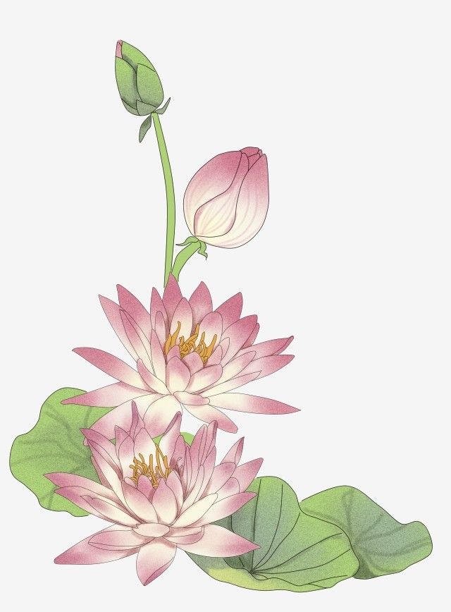 Detail Bunga Lotus Vector Nomer 2