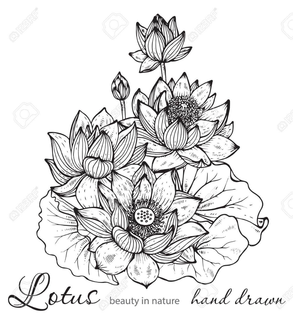 Detail Bunga Lotus Vector Nomer 11