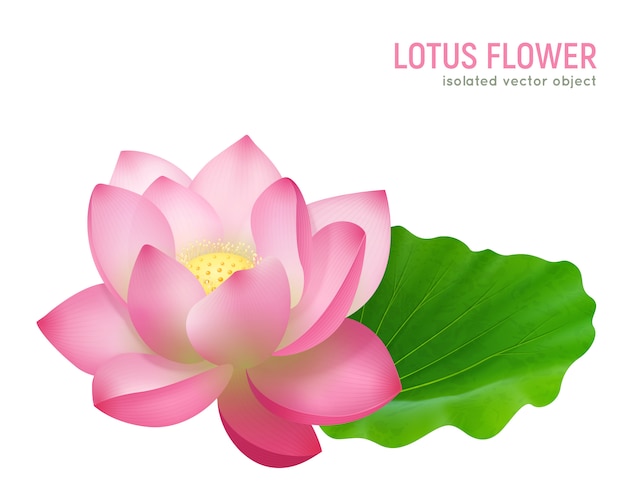 Detail Bunga Lotus Vector Nomer 15
