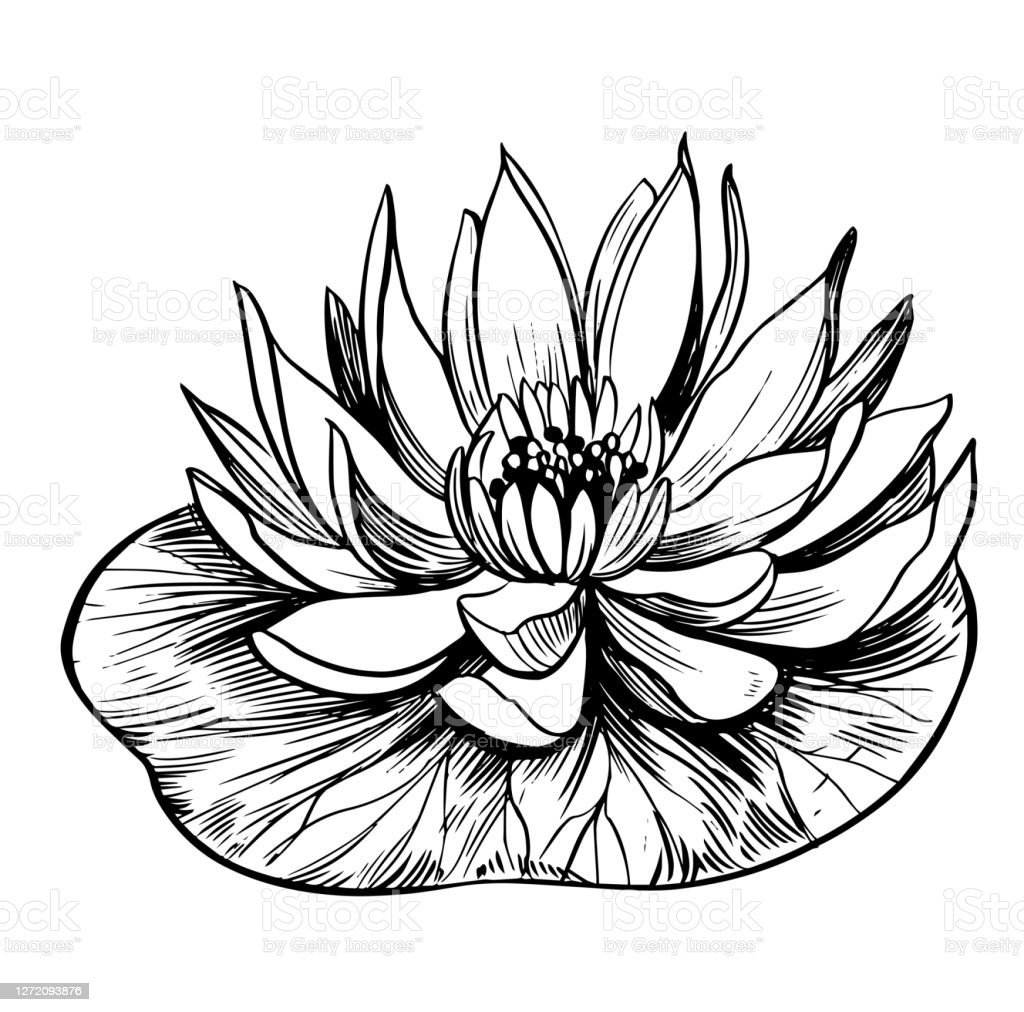 Detail Bunga Lotus Vector Nomer 3