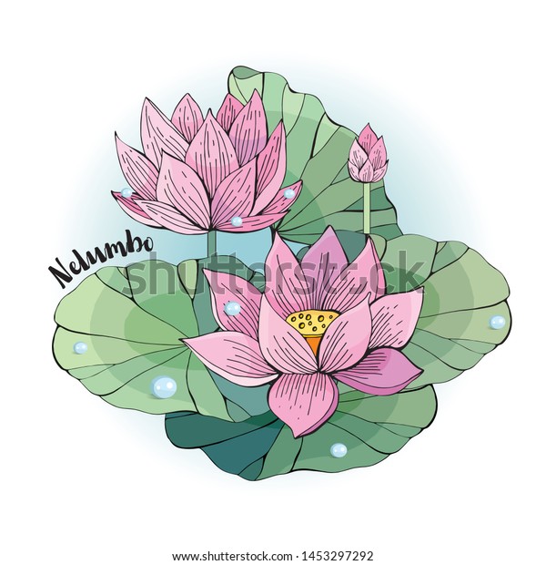 Detail Bunga Lotus Vector Nomer 22
