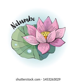 Detail Bunga Lotus Vector Nomer 26