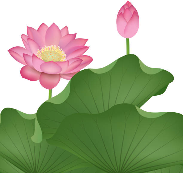 Detail Bunga Lotus Vector Nomer 51
