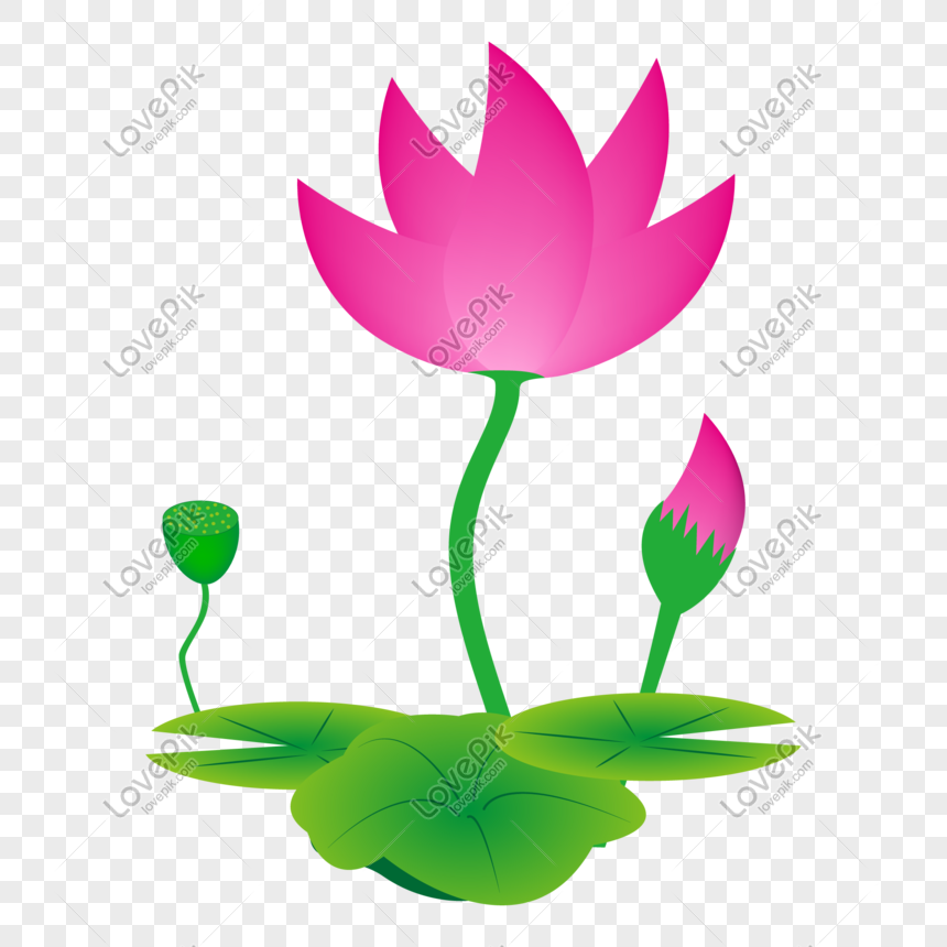 Detail Bunga Lotus Vector Nomer 9